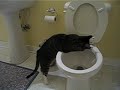 Cat flushing toilet