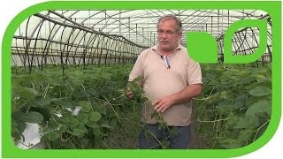 The strawberry multiplication facility in Bad Zwischenahn