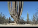videos de ELSAHUARO