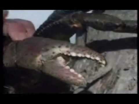 Coconut Crab