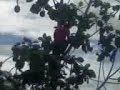 Kera tidak berbulu.. ditemui di Kg.Tudangan Ranau... Handsomeboyz