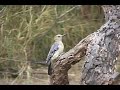 golden-fronted-woodpecker.mov