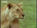 BBC: Lion Soap Opera - 5 Big Cats and a Camera