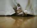 隠れて遊ぶねこ。