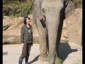 Asian elephant does arithmetic