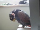 Bentham the bronze wing pionus scratch