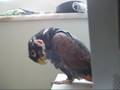 Bentham the bronze wing pionus scratch