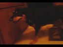 My Dog Scooby My Dog Scooby