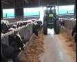 Ridgefield dairy