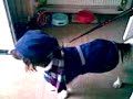 dog in hat, scarf and dog coat