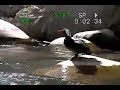 Pato Cortacorrientes Macho de Rio clarillo