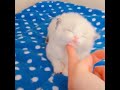 Funny and Cute Animals Compilation #4 2020