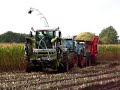 Maize harvesting 2007