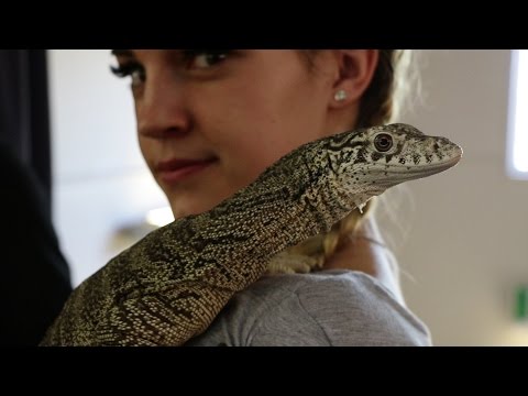 YouTube reptile video