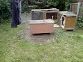 dog chases rabbit dog chases rabbit