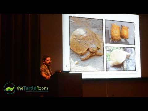YouTube reptile video
