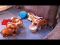 Puppy Cam! Bulldog Puppies at Play