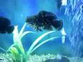 Oscar (Apaiari) - Astronotus ocellatus