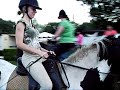 paarden
