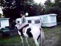 paarden