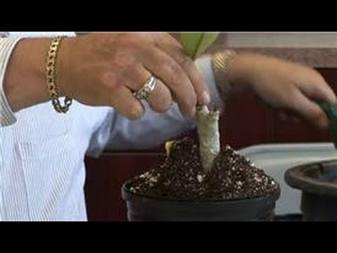 how to grow frangipani