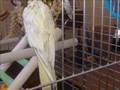 Cockatiels fight for life (watch and pray for her)