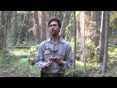 grand national grand national