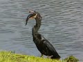 anhinga feeding II anhinga feeding II