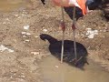 Chilean Flamingo