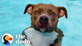 Pittie Must Be In The Pool At All Times Or Else She Gets So Sad | The Dodo Pittie Nation by The Dodo