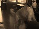 Funny puppy dog Funny puppy dog