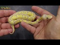 Banana Clown Ball Python For Sale Uk