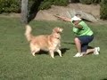 Golden Retriever Belle is learning Canine Freestyle