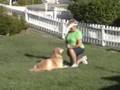 Golden Retriever video