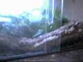 Bibron's Geckos  (Pachydactylus bibronii)