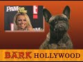 It's Todd's Show Ep30 THE TOUR GUIDE & PUP SWIM LESSON