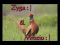 Zyga & Mroziu xD Zyga & Mroziu xD