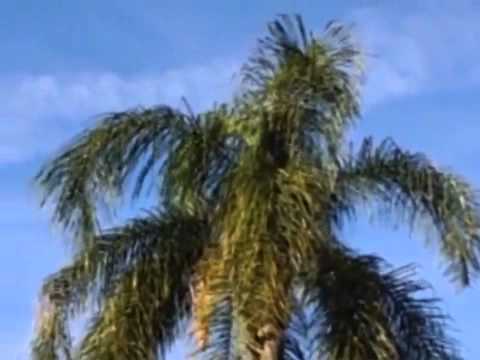 how to fertilize queen palm trees