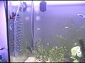 Освещение лампами Sylvania Grolux 2x40w :: Растения: Bacopa monnieri (Water Hyssop), Ceratophyllum submersum (Tropical Hornwort), Hydrocotyle verticillata (Whorled Pennywort), Hygrophila difformis (Water Wisteria), Rotala rotundifolia, Echinodorus amazonicus (Amazon Sword), Lilaeopsis brasiliensis (Brazilian Micro Sword),...