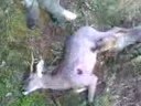 videos de xapulin corzo