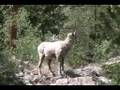 bighorn sheep in Colorado