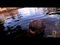 Dependent on fresh water to survive, manatees resort to desperate measures to find a drink in the increasingly salty Everglades.America's Wild Spaces: The Everglades : THU NOVEMBER 27 8P et/pt : www.natgeotv.com/?source=4003