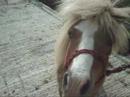 Brandy - The rescue shetland