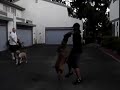 wes and humboldt pit bull training for the teeth and jaw. wes and humboldt pit bull training for the teeth and jaw.