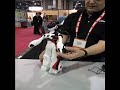 CES 2008: WowWee FemiSapien CES 2008: WowWee FemiSapien