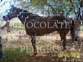 CARRERA ENTRE EL PELIGRO y/o CHOCOLATE DE CDA. STA. ROSA Y EL FELINO y/o IMPERIO REPRESENTADO POR CDA. EL ARENAL CARRERA A JUGARSE EL 14 DE MARZO DEL PRESENTE EN CARRIL SAN ANGEL DE LAGOS DE MORENO, JALISCO