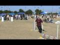 videos de 2008-11-22 USDAA Caramel P1 JMPR