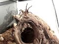 GOLIATH BIRDEATER (UPCLOSE)