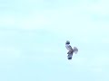 Bruine kiekendief belaagt jonge krooneenden - Marsh Harrier