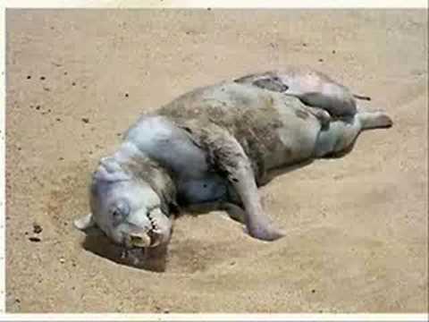 Lizzie Grubman